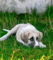 Very, extremely, really, bloody, damn, dead. My Dog S Really Nervous After Neutering Does He Need Some Sort Of Hrt Vet Help Direct