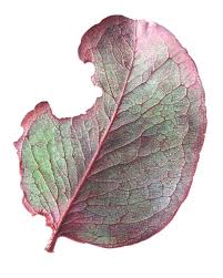 The Art Of Botanical Illustration 2016 Exhibition A New Direction Nathnennya Fotografiya