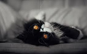 Download Wallpapers Persian Cat 4k Black Cat Close Up Fluffy Cat Cats Domestic Cats Pets Black Persian Cat Persian Besthqwallpapers Com Cat Wallpaper Cats Trendy Wallpaper