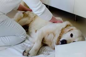 Сама не ест и другим не даёт. Allergische Hautentzundung Atopische Dermatitis Beim Hund Tiermedizinportal