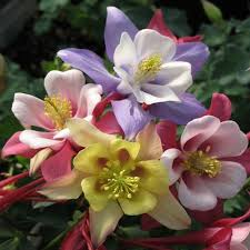 Image result for Aquilegia vulgaris Tower Mix