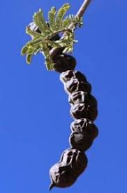 Image result for Polystachya greatrexii