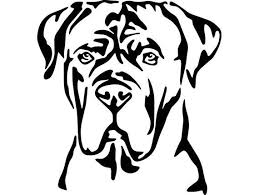 Pin On Cane Corso