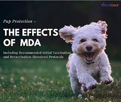 A young dog, wolf, fox, seal, or shark, or the young of certain other animals. Pup Protection The Effects Of Maternally Derived Antibody Mda Copia Prueba Css Biogal