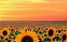 Yellow house landscape design llc, middleton. Yellow Aesthetic Landscape Wallpapers Wallpaper Cave