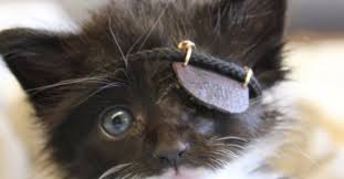 Un chat dans l oeil. Aveugle D Un Oeil Ce Chat Recoit Un Cache Oeil Resumant Le Combat De Sa Vie