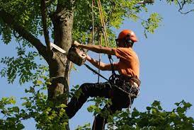 Increasing Significance Of Good Tree Surgeons There Is No Doubt That The Tree Surgeons Do Implausible Work It Is A Skille Tree Surgeons Tree Service Fairfax