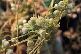 Image result for Cuscuta planiflora