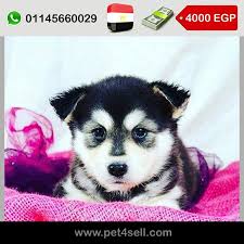 Egypt Cairo Siberian Husky Puppies For Sale With A Good Price 60 Days 45 Days In Pic D O B 21 7 2016 Males And Females Available Dogs Animals Husky