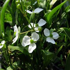 Image result for Fuirena sagittata