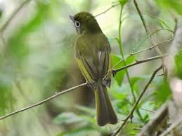 Image result for Rhynchotropis