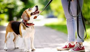 cachorros em condomínio - seu condomínio