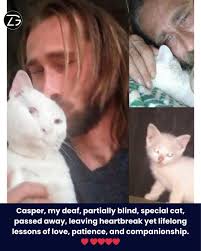 Owner mourns loss of beloved pet cat