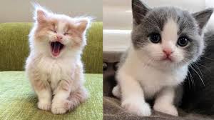 Domestic cats, no matter their breed, are all members of one species. Baby Cats Cute And Funny Baby Cat Videos Compilation Youtube