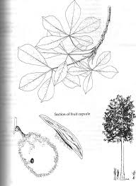 Image result for Bombax rhodognaphalon