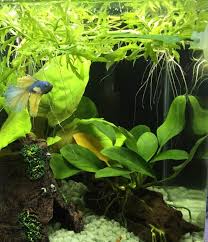 …very happy with this purchase and the results i've had with this plant in my aquarium. 15 Floating Aquarium Plants For Beginner Freshwater Aquarists Aquanswers