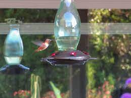 Check spelling or type a new query. Homemade Hummingbird Food Nectar Recipe Feeder Care Faq Homestead And Chill