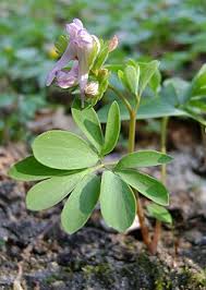 Image result for Corydalis mildbraedii