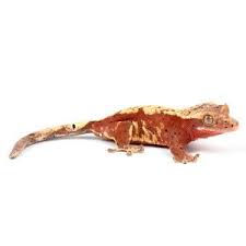 A Fancy Crested Gecko Crested Gecko Cute Gecko Pets