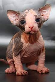 pin na doske canadian sphynx devonrex and other hairless cats