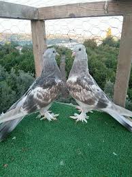 Blt Blt Tarafindan Guvercin Pidgeon Goruntusu Kus Guzel Kuslar