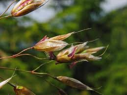 Image result for Avenella flexuosa