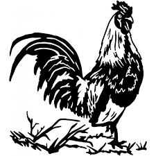 Fighting roosters tattoo designs less generally popular that the preceding two designs, tattoos of fighting roosters are more prevalent in south america, where rooster fighting is an ancient, if now controversial and in some places illegal, sport. Rooster Tattoo Designs Tattooimages Biz