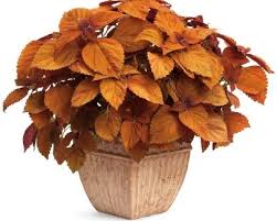 Image result for Coleus sylvestris