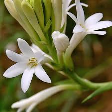 Image result for Polianthes