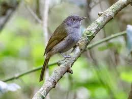 Image result for Berula thunbergii