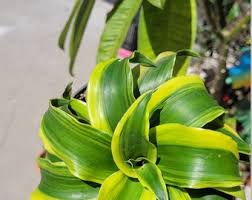 Image result for Dracaena camerooniana