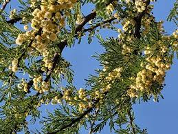 Image result for Acacia robusta