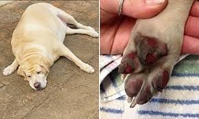 With tenor, maker of gif keyboard, add popular fat dog animated gifs to your conversations. Scorching Pavements And Heat Stressed Owners Mean Dogs Could Get Fat Daily Mail Online