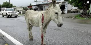 Namibians don't fancy flashy western car brands but rather prefer creative vehicles made at home. Terrified Donkey Hit By Car Was So Ready To Be Rescued