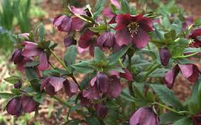 Maybe you would like to learn more about one of these? The Most Reliable Perennials For Shade And Part Shade Beyond Behnkes