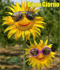 Pin Di Teresa Casillas Su Gif Buongiorno Buongiorno Gif Girasoli Buongiorno