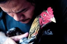 These are meat and egg chickens. Feathers Fly Over Thai Cockfighting Pits Khmer Times
