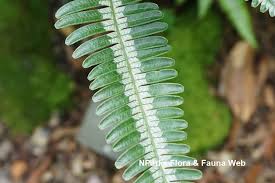 Image result for Pteris kivuensis
