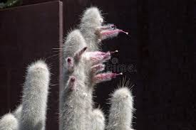 Grows best in filtered sun or bright shade. Cleistocactus Strausii Photos Free Royalty Free Stock Photos From Dreamstime