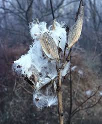 Common Milkweed And Its Natural Remedies Milkweed Pods Milkweed Milkweed Plant