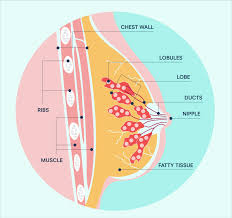 From this plexus, lymphatic drainage. How Does Breast Cancer Start Spread Nbcf