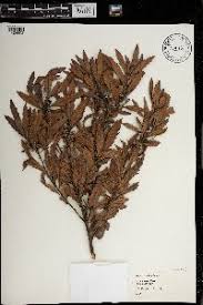 Image result for Myrica kandtiana