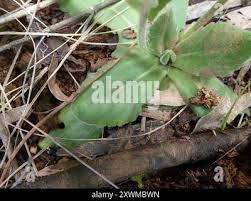 Image result for Senecio speciosus