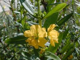 Image result for Heimia salicifolia