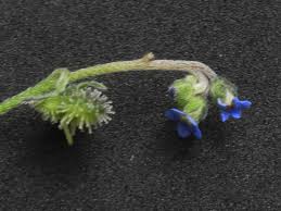 Image result for Cynoglossum coeruleum