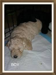 It is a mixed dog breed that is a cross between a miniature poodle and a golden retriever. Turkey Ridge Mini Labradoodles Of Ohio Home Facebook