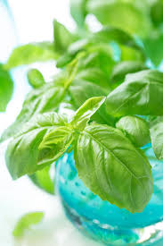 We did not find results for: How To Root Basil From Cuttings The Cafe Sucre Farine