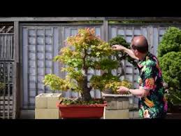 The northeastern united states (including as far south as tennessee) and the southeastern portion of canada. Large Maple Bonsai Shaping Youtube