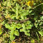 Image result for Solanum aculeatissimum