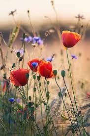 Poppies And Cornflowers In 2020 Flower Photos Flowers Photography Flower Aesthetic